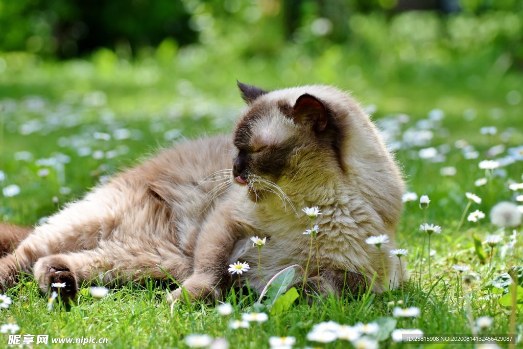 宠物猫