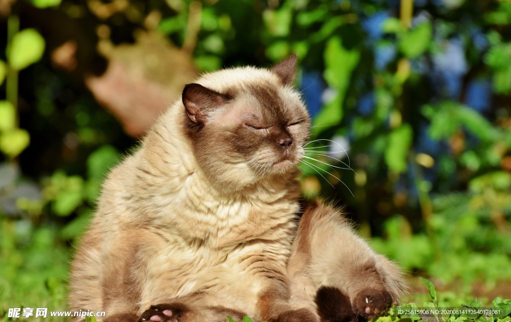 猫咪