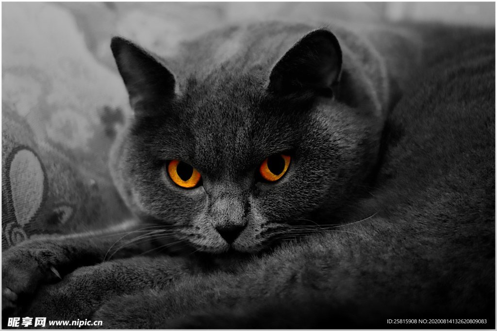 猫