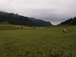 草地