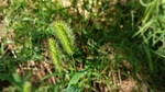 狗尾草