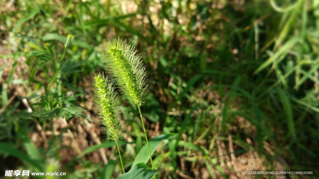 狗尾草