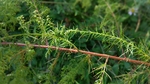 植物摄影