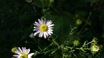 格桑花