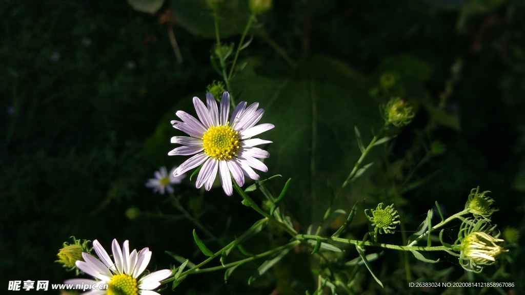 格桑花