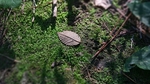 植物摄影