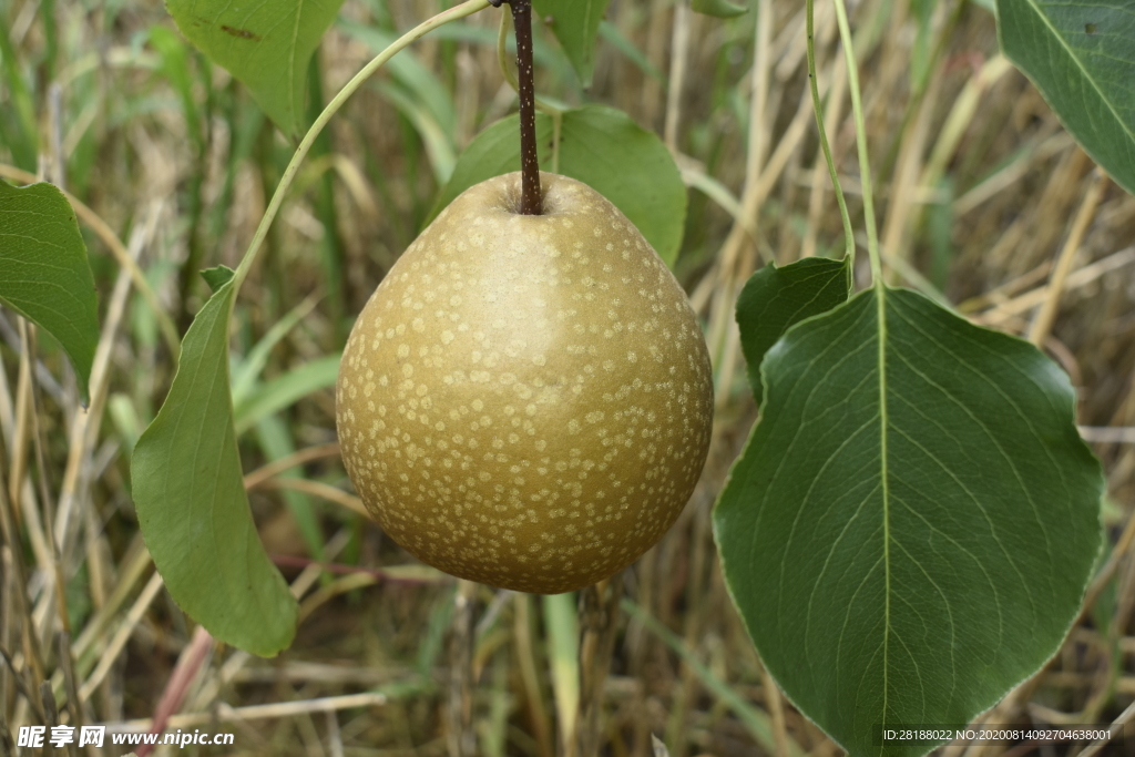 黄金梨