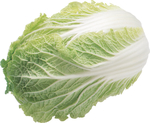 白菜