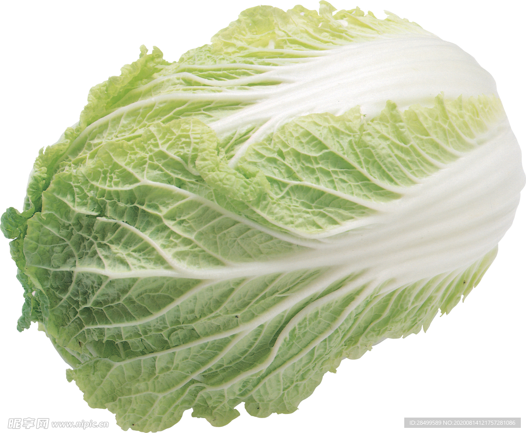 白菜
