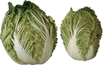 白菜