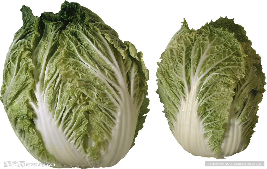 白菜