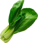 油菜