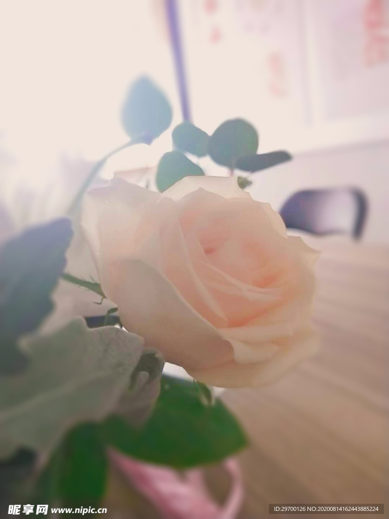 月季花