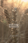 芒种海报