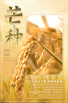 芒种海报