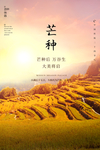 芒种海报