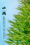 小满节气海报