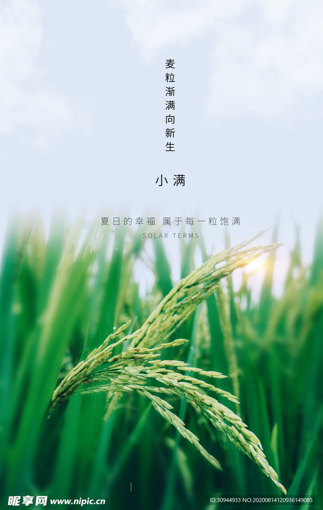 小满节气海报