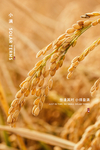 小满节气海报