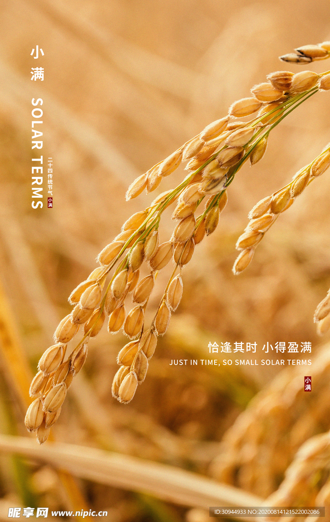 小满节气海报