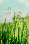 小满节气海报