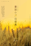 小满节气海报