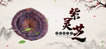 紫灵芝