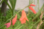 唐菖蒲