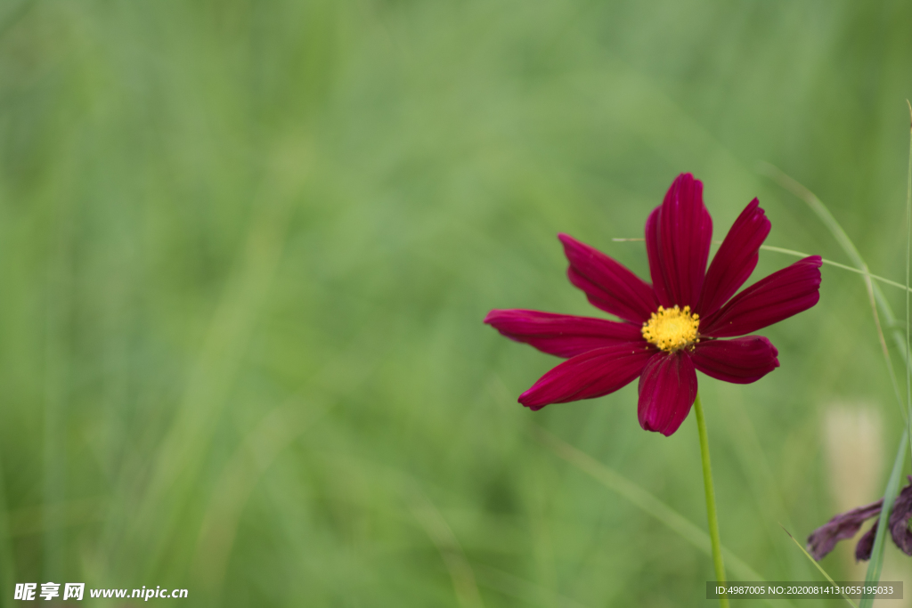 格桑花