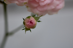 月季