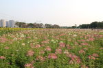 醉蝶花