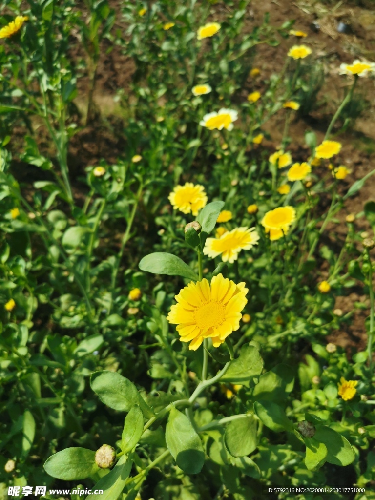 菊花