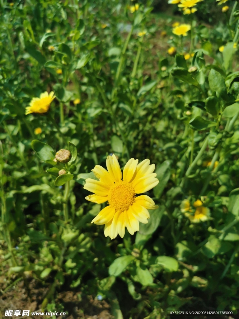 菊花