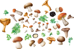 蘑菇 植物 失量 卡通 自然