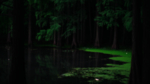 森林树木湖水植物背景
