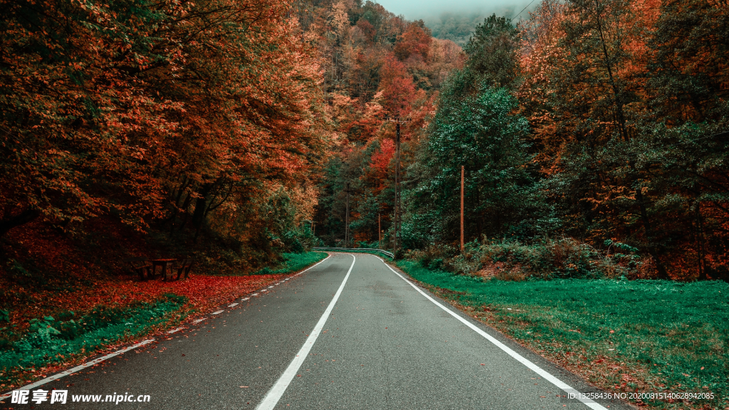 森林公路草地树木风景