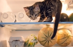 冰箱里的小猫宠物