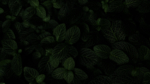 绿叶植物树叶叶片背景