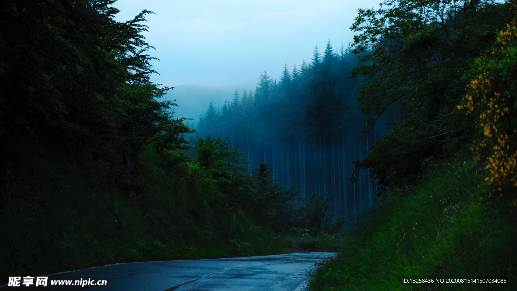 森林公路夜晚风景树木