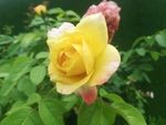 黄花