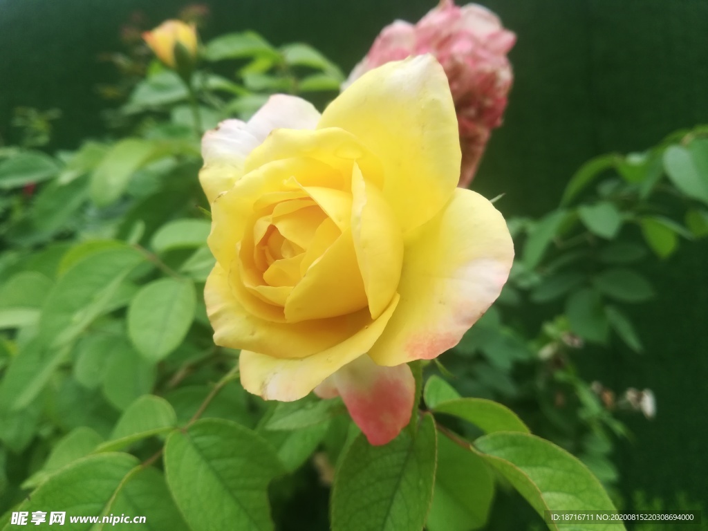 黄花