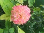 淡雅且粉花