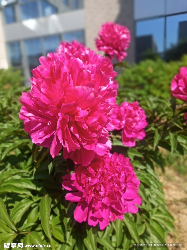 牡丹花