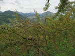 李子