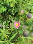 毛茛科