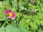 银莲花属