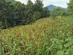 一片高粱地