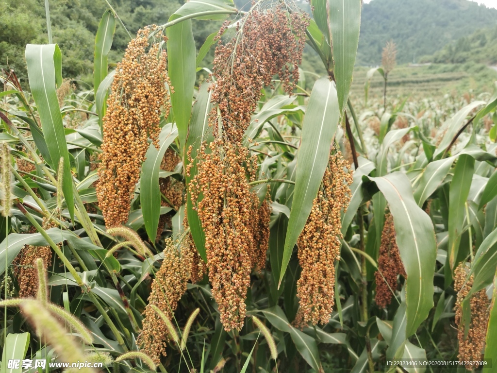 糯高粱