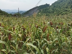 糯高粱林
