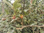 茶果